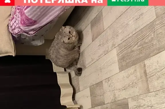 Найден ухоженный кот возле магазина в Тюмени