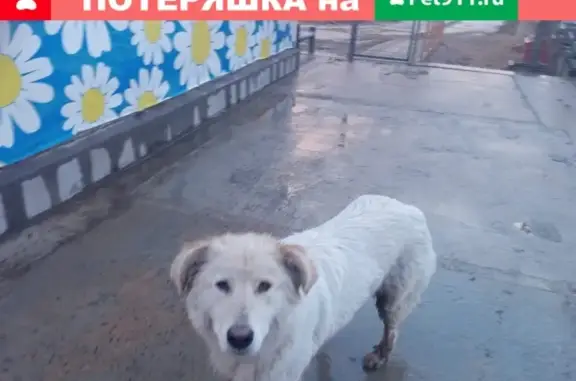 Собака найдена на Лаврики 64, корп 3, СПб