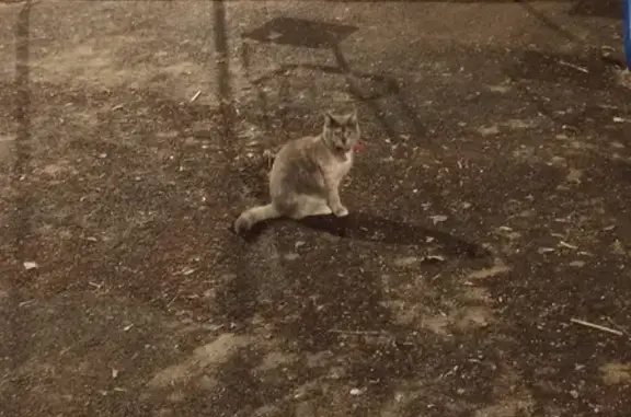 Найдена кошка на улице Каховка, Черемушки