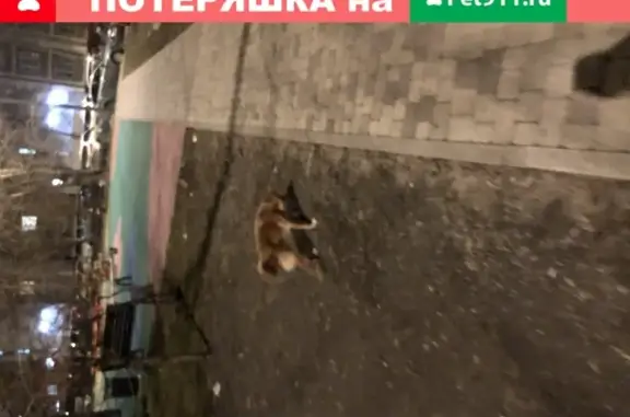 Собака Кобель найдена на Мячковском бульваре 11 Москва