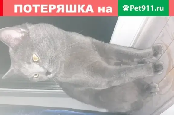 Найден кот на ул. Генерала Смирнова 11, Подольск