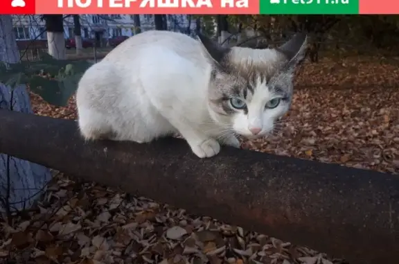 Пропала кошка Котик в Нижнем Новгороде.