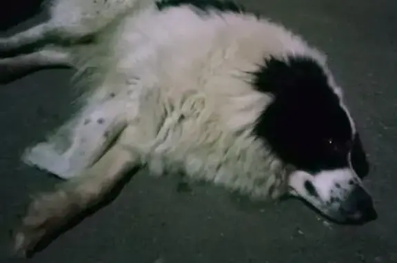 Собаки потеряшки, Нижний Новгород, фото: Потеряшка собака на пр. Союзный, д.14-20, Нижний Новгород