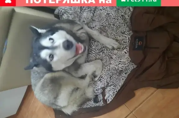 Собака найдена в Терновке, Пенза.
