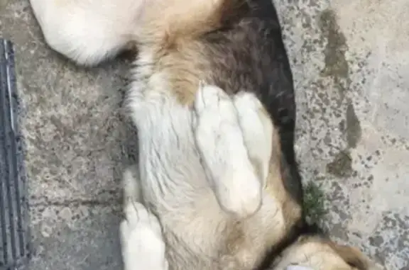 Пропала собака в Грачёвском округе, на поле.