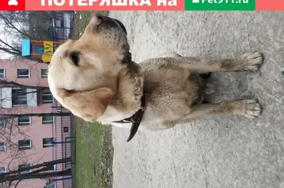 Собака Ласковый найдена в Таганроге.