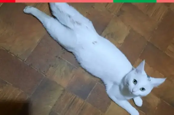 Пропала белая кошка с балкона в Петрозаводске
