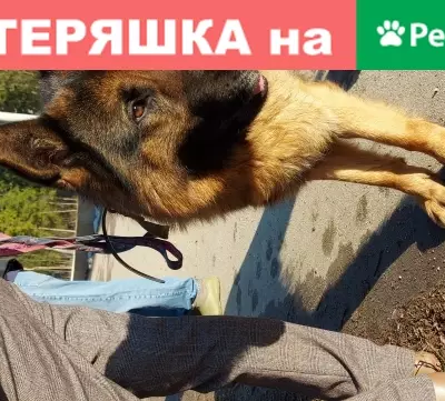 Найдена немецкая овчарка с ошейником в Москве