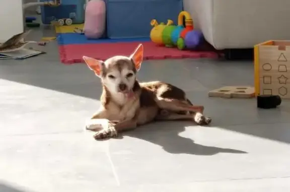 Потерянные животные Калининград, фото: Пропал той-терьер Принц в Калининграде