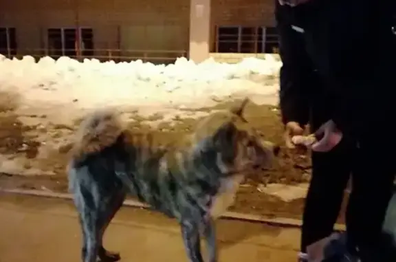 Найдена собака породы Акита в районе ЖК Академический, Нижний Новгород