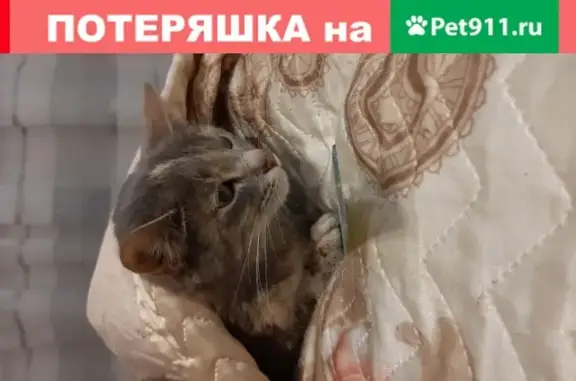 Найдена домашняя кошка на Братеевской улице