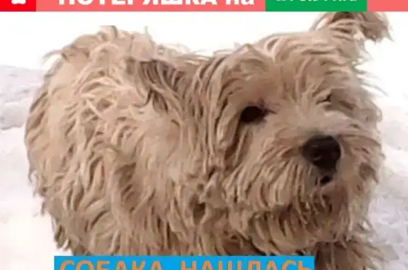 Пропала собака, найдена в Москве.