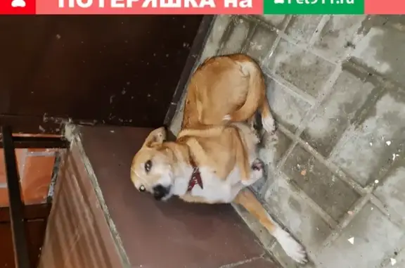 Собака с храмой на ул. Автолюбителей, Краснодар