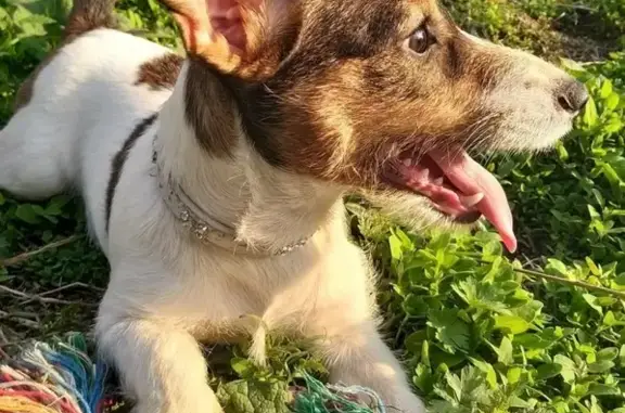 Пропала собака Аврора на Енисейской улице во Владивостоке