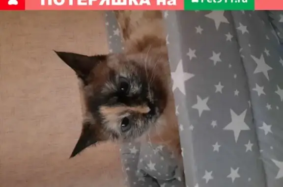 Найдена кошка в Люберцах, возможно потерянная домашняя!