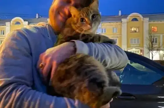 Серо-рыжая кошка на ул. Кузнецова в Переславле-Залесском