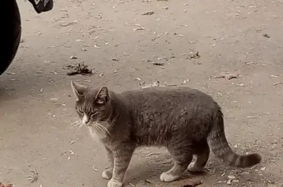 Найдена домашняя кошка в Москве
