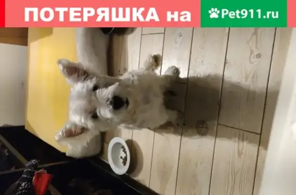 Найдена собака в Москве, возраст 3-5 лет, активный, голубой ошейник.