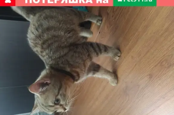 Кошка с ошейником найдена в Ижевске