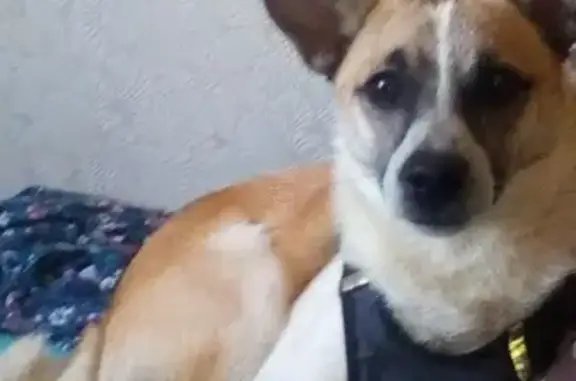 Собаки потеряшки, Томск, фото: Потеряшка рыже-белая собака с крючкообразным хвостом в Томске