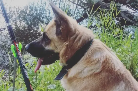 Пропала собака Джесси в Домодедово