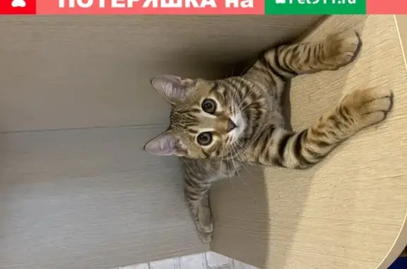 Пропала кошка Котенок в Москве