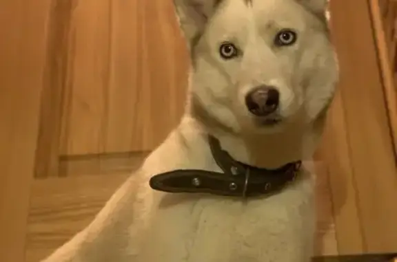 Найдена собака, Калининград, фото: Найдена хаски в Калининграде, микрорайон «Северная Гора»