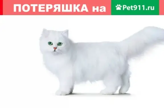 Пропала белая кошка в Ново-переделкино, Москва