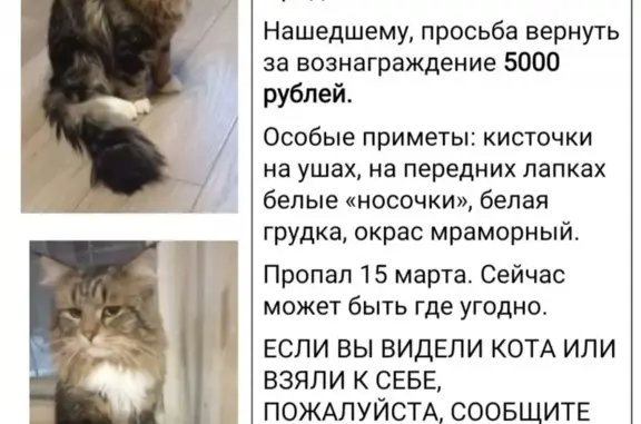 Пропала кошка, особые приметы, вознаграждение 5000 рублей, Кострома