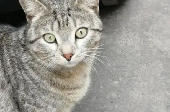 Найдена кошка рядом с метро Красные Ворота