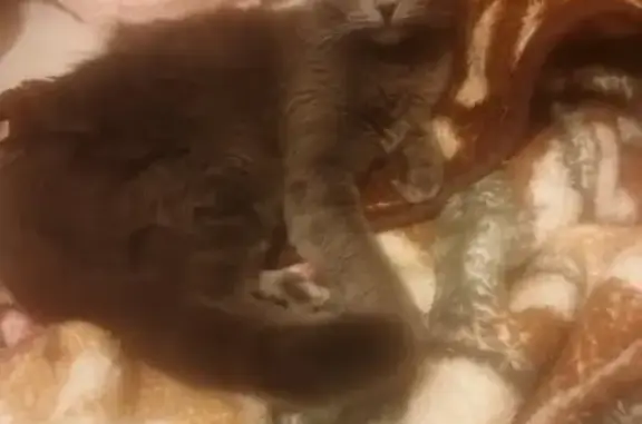 Пропала шатландская кошка на Можайском шоссе 89525806367