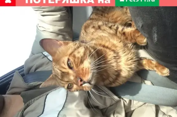 Кошка найдена в посёлке Садовый