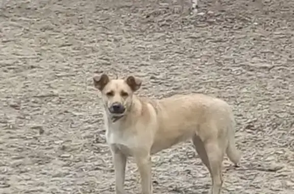 Найдена собака Метис в Москве