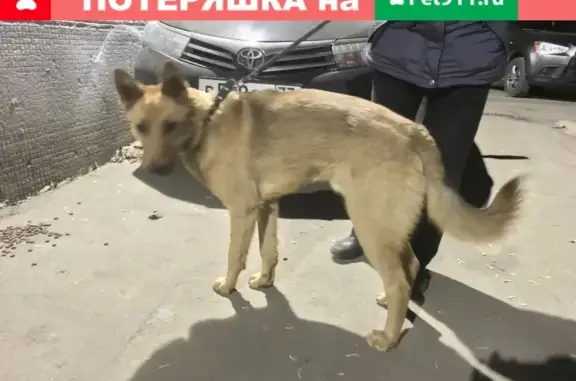 Найдена собака на улице Красный Казанец