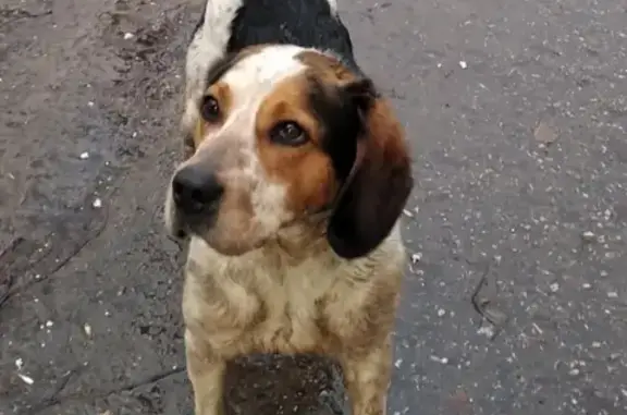 Найдена собака, Нижний Новгород, фото: Найдена собака в Нижегородской области, помогите вернуть домой!