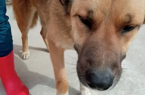 Найдена рыжая собака в Болтино