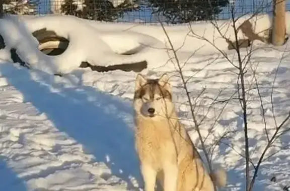 Собаки потеряшки, Санкт-Петербург, фото: Потеряшка собака Хаски Рона в деревне Алакюля