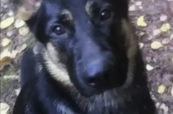 Объявления о пропавших и найденных животных, Первоуральск, фото: Пропала собака возле п. Динас, ищем в сторону п. Магнитка.