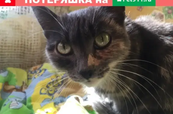 Найдена кошка на Коммунистическом пр-те, 88д