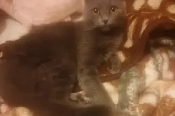Пропала кошка на Можайском шоссе, Одинцово: Ася, серого окраса, 89525806367