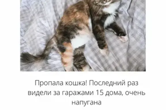 Пропала кошка Хатуля в Домодедово.