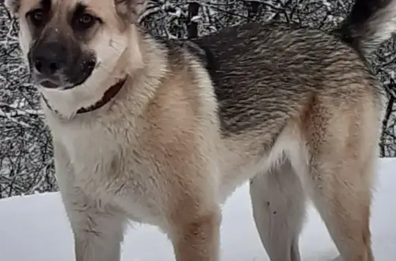 Собаки потеряшки, Санкт-Петербург, фото: Потеряшка собака Альма в Пушкинском Гатчинском районе