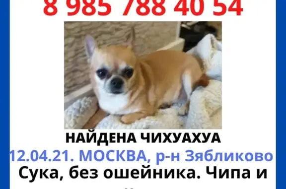 Собака Чихуахуа найдена в Зябликово, без чипа и клейма (Москва)