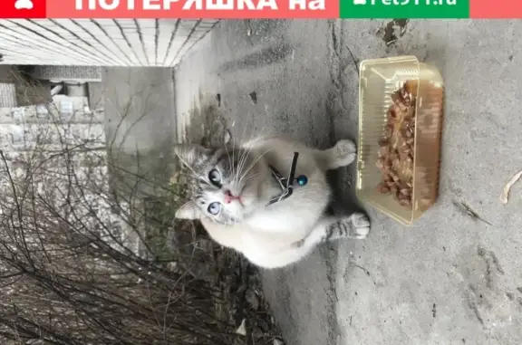 Молодая кошка ищет дом в СПб