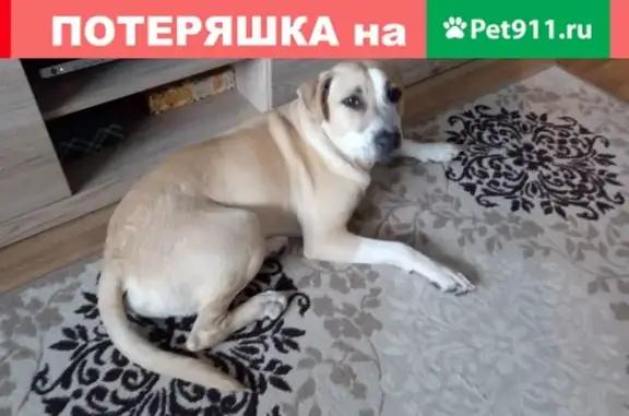 Пропала собака Арчи, песочный Стаффорд, ул. Зеленая Горка, Новосибирск