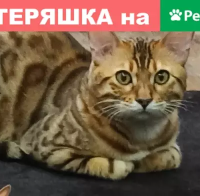 Пропала кошка Бенгальский кот, дом 31, Пшеничный переулок.