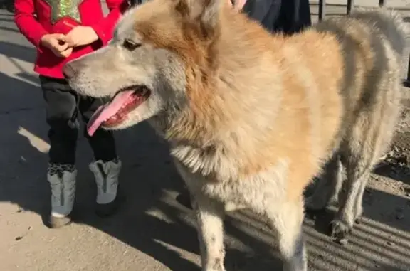 Найден рыже-белый пес в Челябинске.