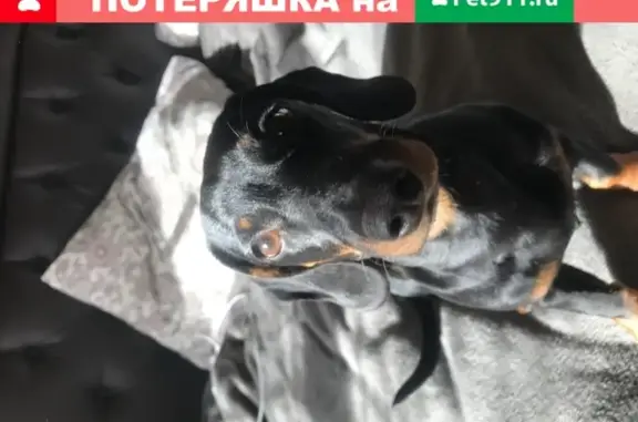 Пропала собака Бетти в Новосибирске