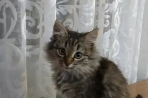 Пропала кошка на улице Силикатная 22 в Иваново