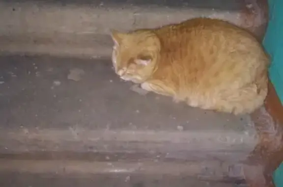 Найдена рыжая кошка в подъезде Иваново